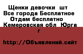 Щенки девочки 4шт - Все города Бесплатное » Отдам бесплатно   . Кемеровская обл.,Юрга г.